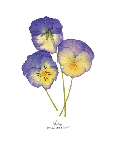 Pressed Violas II Black Ornate Wood Framed Art Print with Double Matting by Popp, Grace