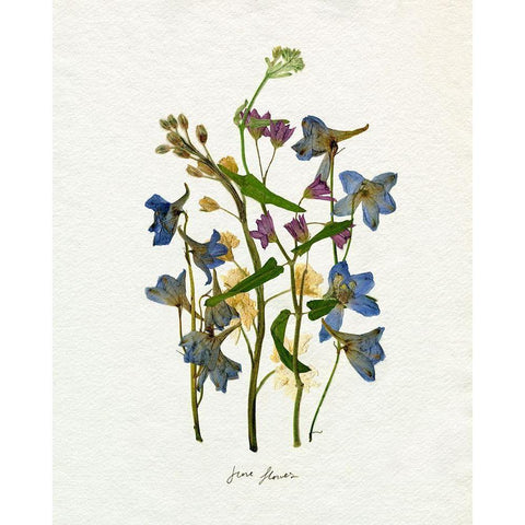 Pressed June Arrangement II White Modern Wood Framed Art Print by Caroline, Emma