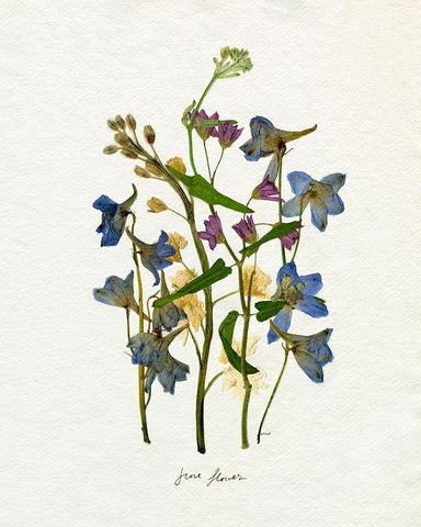 Pressed June Arrangement II White Modern Wood Framed Art Print with Double Matting by Caroline, Emma