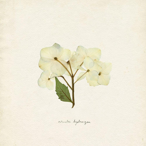 Cornales Hydrangea I White Modern Wood Framed Art Print by Caroline, Emma