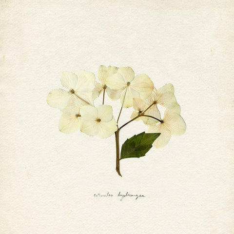 Cornales Hydrangea II White Modern Wood Framed Art Print by Caroline, Emma