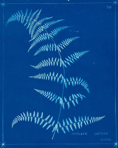 Cyanotype Ferns I Black Ornate Wood Framed Art Print with Double Matting by Unknown