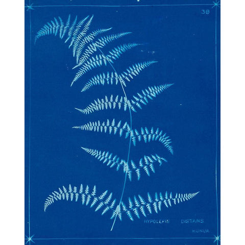 Cyanotype Ferns I White Modern Wood Framed Art Print by Unknown