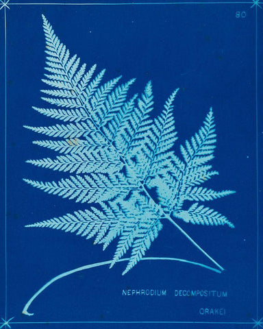 Cyanotype Ferns II Black Ornate Wood Framed Art Print with Double Matting by Unknown