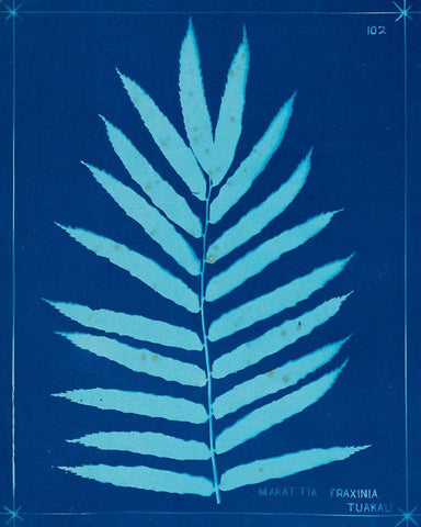 Cyanotype Ferns III White Modern Wood Framed Art Print with Double Matting by Unknown