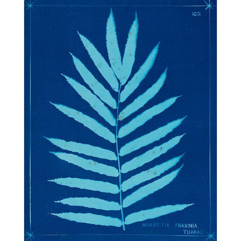 Cyanotype Ferns III White Modern Wood Framed Art Print by Unknown