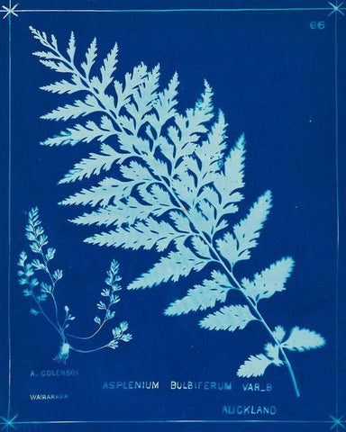 Cyanotype Ferns IV Black Ornate Wood Framed Art Print with Double Matting by Unknown
