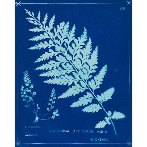 Cyanotype Ferns IV White Modern Wood Framed Art Print by Unknown
