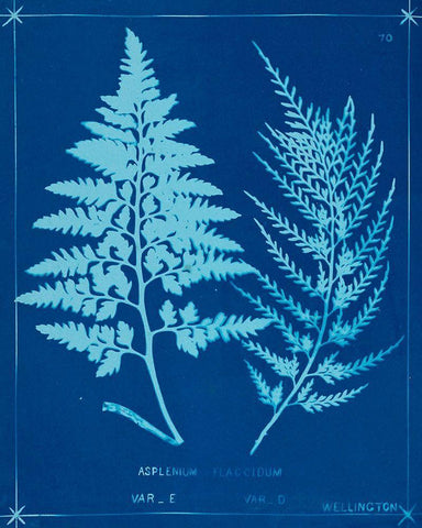 Cyanotype Ferns V Black Ornate Wood Framed Art Print with Double Matting by Unknown