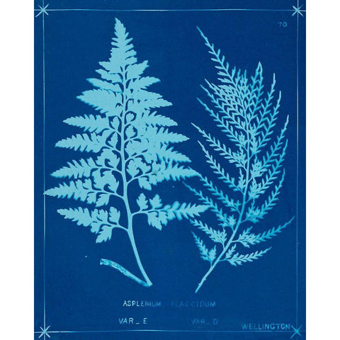 Cyanotype Ferns V White Modern Wood Framed Art Print by Unknown