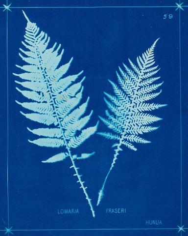 Cyanotype Ferns VI White Modern Wood Framed Art Print with Double Matting by Unknown