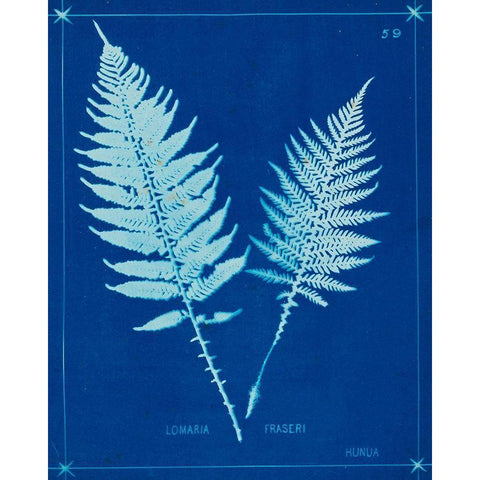 Cyanotype Ferns VI White Modern Wood Framed Art Print by Unknown