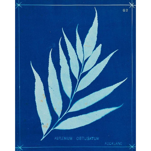 Cyanotype Ferns VII White Modern Wood Framed Art Print by Unknown