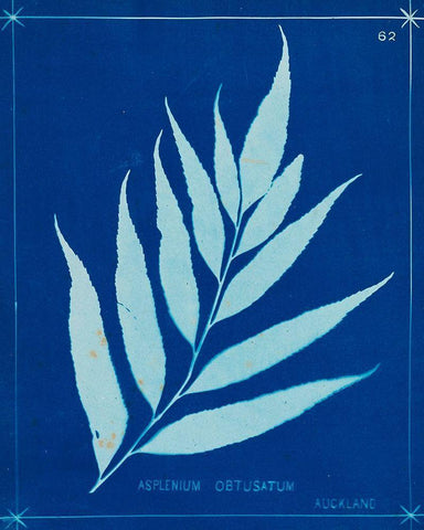 Cyanotype Ferns VII White Modern Wood Framed Art Print with Double Matting by Unknown