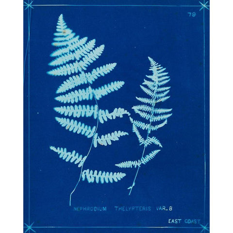 Cyanotype Ferns VIII White Modern Wood Framed Art Print by Unknown