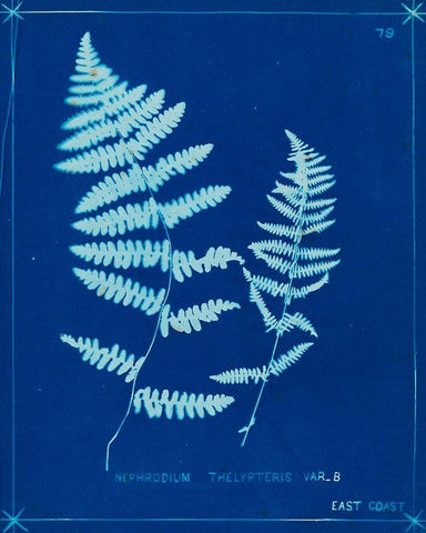 Cyanotype Ferns VIII Black Ornate Wood Framed Art Print with Double Matting by Unknown
