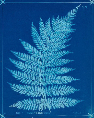Cyanotype Ferns IX White Modern Wood Framed Art Print with Double Matting by Unknown