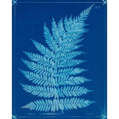 Cyanotype Ferns IX White Modern Wood Framed Art Print by Unknown