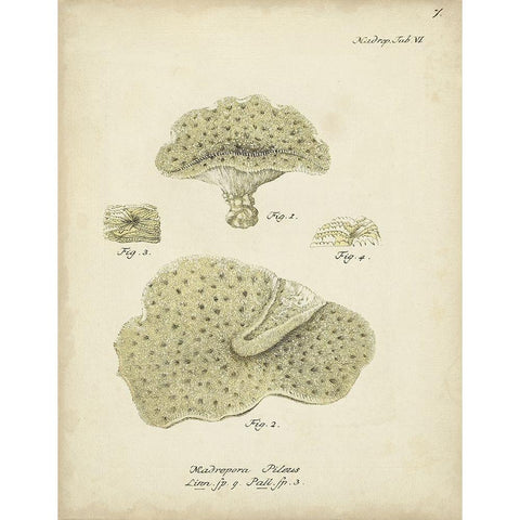 Ecru Coral I White Modern Wood Framed Art Print by Esper, Johann
