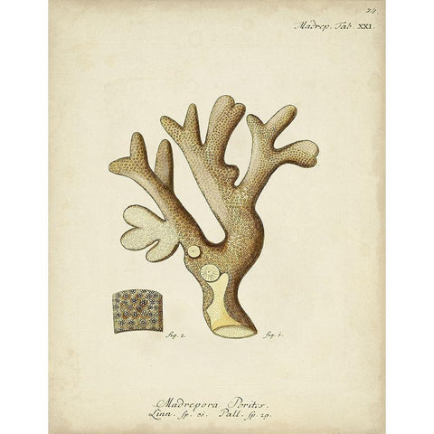 Ecru Coral II White Modern Wood Framed Art Print by Esper, Johann