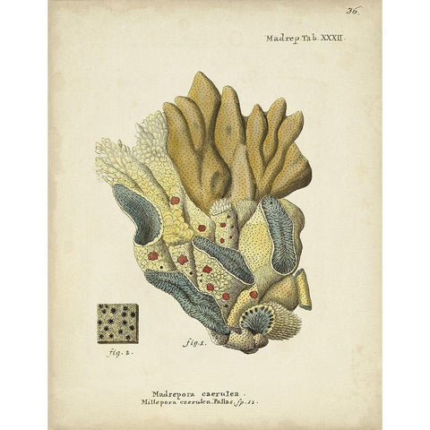 Ecru Coral III White Modern Wood Framed Art Print by Esper, Johann