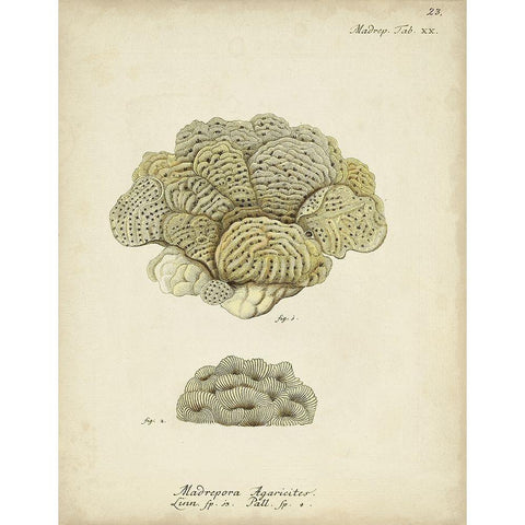 Ecru Coral V White Modern Wood Framed Art Print by Esper, Johann