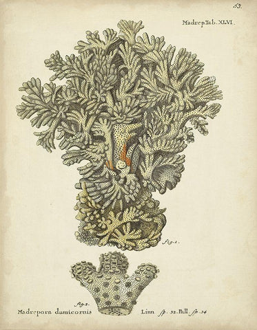 Ecru Coral VI Black Ornate Wood Framed Art Print with Double Matting by Esper, Johann