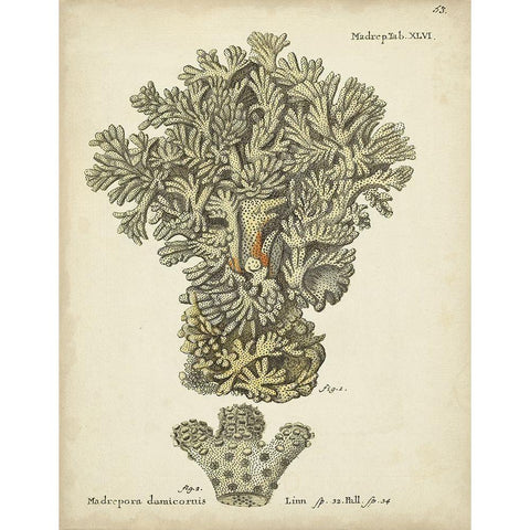 Ecru Coral VI White Modern Wood Framed Art Print by Esper, Johann