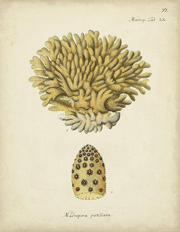 Ecru Coral VIII Black Ornate Wood Framed Art Print with Double Matting by Esper, Johann