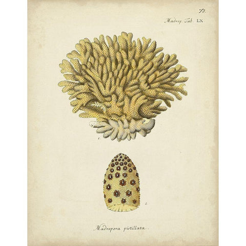 Ecru Coral VIII White Modern Wood Framed Art Print by Esper, Johann
