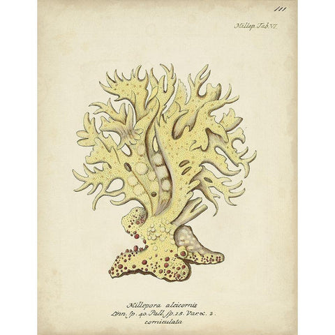Ecru Coral IX White Modern Wood Framed Art Print by Esper, Johann