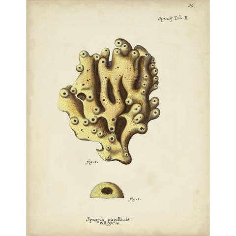 Ecru Coral X White Modern Wood Framed Art Print by Esper, Johann