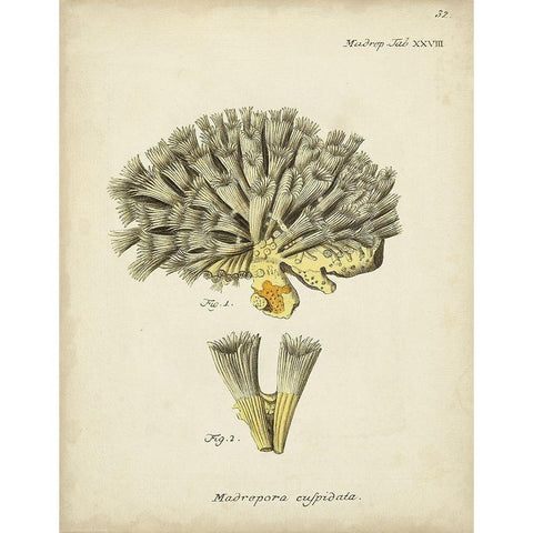 Ecru Coral XI White Modern Wood Framed Art Print by Esper, Johann