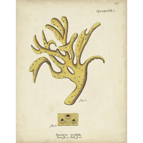Ecru Coral XII White Modern Wood Framed Art Print by Esper, Johann
