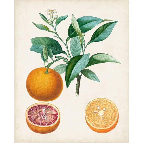 Orange de Malte White Modern Wood Framed Art Print by Poiteau, Pierre Antoine