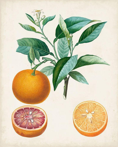Orange de Malte White Modern Wood Framed Art Print with Double Matting by Poiteau, Pierre Antoine