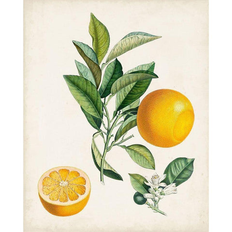 Bigarrade Couronnee White Modern Wood Framed Art Print by Poiteau, Pierre Antoine