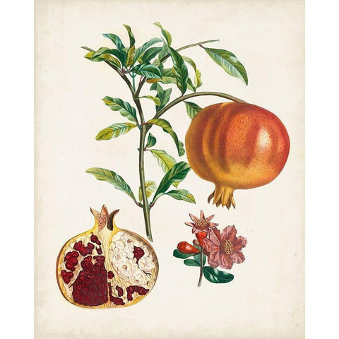 Grenadier a fruit doux White Modern Wood Framed Art Print by Poiteau, Pierre Antoine