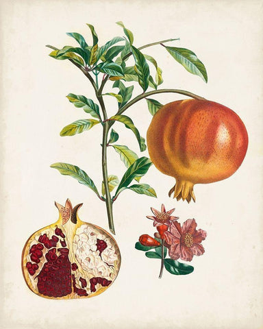 Grenadier a fruit doux Black Ornate Wood Framed Art Print with Double Matting by Poiteau, Pierre Antoine