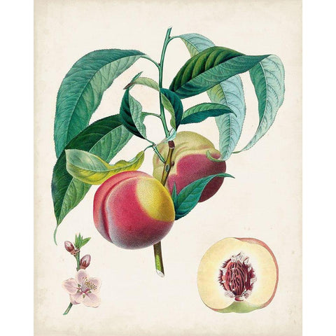 Belle Bauce White Modern Wood Framed Art Print by Poiteau, Pierre Antoine