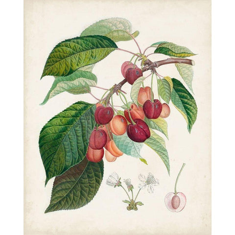 Bigarreau rouge White Modern Wood Framed Art Print by Poiteau, Pierre Antoine