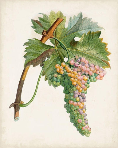 Raisin de Corunthe White Modern Wood Framed Art Print with Double Matting by Poiteau, Pierre Antoine