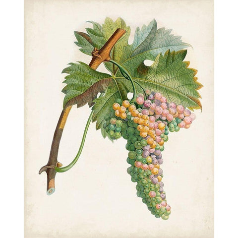 Raisin de Corunthe White Modern Wood Framed Art Print by Poiteau, Pierre Antoine