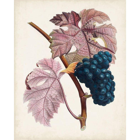 Raisin de Ceinlurier White Modern Wood Framed Art Print by Poiteau, Pierre Antoine