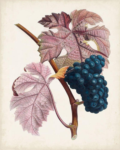 Raisin de Ceinlurier Black Ornate Wood Framed Art Print with Double Matting by Poiteau, Pierre Antoine