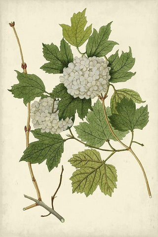 Flowering Viburnum II Black Ornate Wood Framed Art Print with Double Matting by Vision Studio