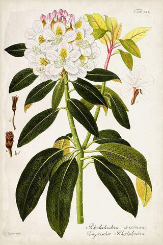 Vintage Rhododendron I White Modern Wood Framed Art Print with Double Matting by Vision Studio