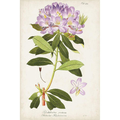 Vintage Rhododendron II White Modern Wood Framed Art Print by Vision Studio