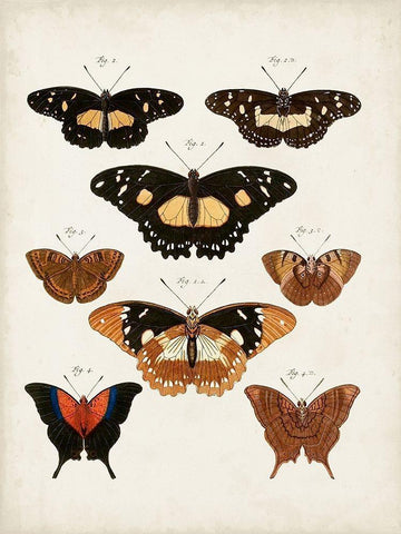 Vintage Butterflies V White Modern Wood Framed Art Print with Double Matting by Vision Studio
