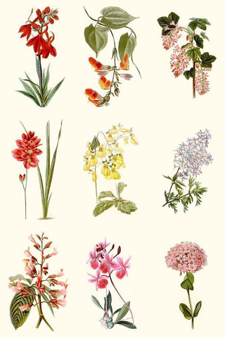Botanical Array Chart Black Ornate Wood Framed Art Print with Double Matting by Vision Studio